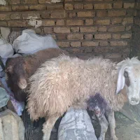 گوسفند خونی