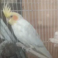 عروس هلندی