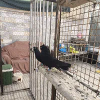 زاغ آبادانی اصیل واکسی|پرنده|شاهینشهر, فردوسی|دیوار