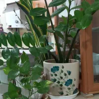 گل های طبیعی