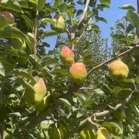 درگزی ،اسپادانا ،نهال شاه میوه