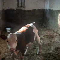 گاو شیری همراه گوساله و آبستن