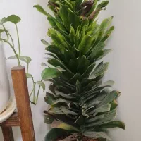 گلها با گلدان و پایه هاش