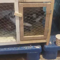 کفتر