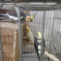 عروس هلندی مولد جفت|پرنده|باقرشهر, |دیوار