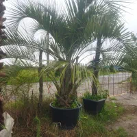 فینیکس آبی|خدمات باغبانی و درختکاری|رودسر, |دیوار