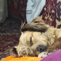 سگ ماده اشپیتز نانسی
