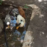 یک عدد اردک و سه عدد جوجه مرغ 4 ماهه
