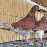 هفت طوق جوجه|پرنده|تهران, نیروی هوایی (پیروزی)|دیوار