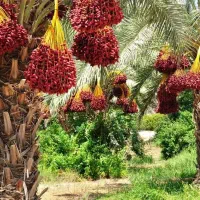 اجاره-باغ-خوشه-ای