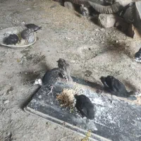 فروش سه عدد بوقلمون ماده و جوجه سه ماهه