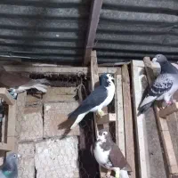 کبوتر المانی|پرنده|گرگان, |دیوار