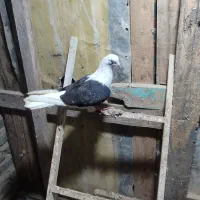 کبوتر|پرنده|بندر ترکمن, |دیوار