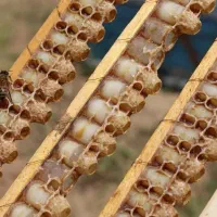 فروش و تولید ژل رویال با ضمانت