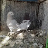کفتر|پرنده|بم, |دیوار