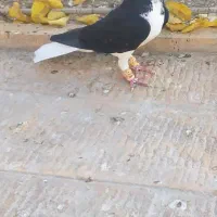 خوشرنگ سیاه نر|پرنده|قزوین, |دیوار