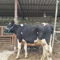 گوساله ماده هلشتاین آمریکایی صنعتی. تلیسه