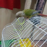 دارچینی طوطی|پرنده|زنجان, |دیوار