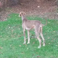 سلام تازی ۲ ساله