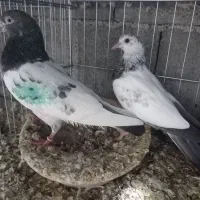 سلام چندجفت کفترتیدی به فروش میرسد