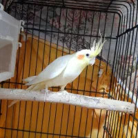 عروس هلندی نر|پرنده|الوند, |دیوار