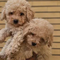 فرفری های کوچولو