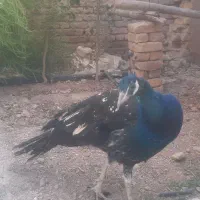 فروش یک دونه طاوس نر نژادهندی ابی|پرنده|گیان, |دیوار