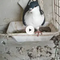 خوشرنگ دمبی سرخ و زرد