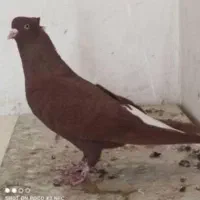 نر و ماده دم‌سفید