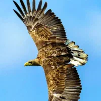 200ملیون پول فقط و فقط و فقط ضمانت طلا