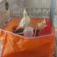 عروس هلندی جفت مولد واقعی با۲تا جوجه|پرنده|گلستان (تهران), |دیوار