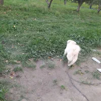 سگ پاکوتاه ۱۱ماهه|سگ|محمدبار, |دیوار