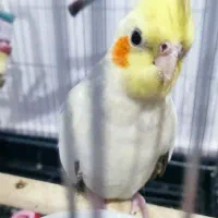 عروس هلندی جفت سخنگو