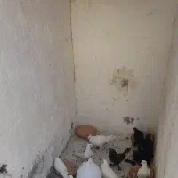 کبوتر لوتی و فیلی گمشده