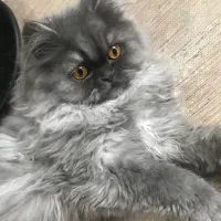 گربه|گربه|تهران, زعفرانیه|دیوار