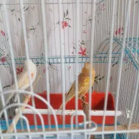 دوتا قناری نر