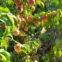 فروش باغ در خوش آب و هوا ترین منطقه جوشقان|فروش خانه و ویلا|میمه, |دیوار