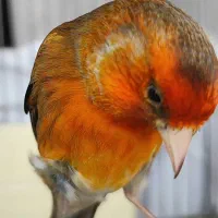 سهره قناری سرخ