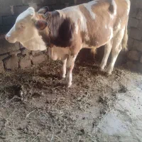 یک عدد گوساله نر