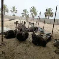 زنده فروشی شترمرغ