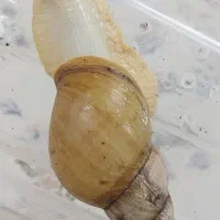 حلزون آلبینو|خزنده|قم, زنبیل آباد|دیوار