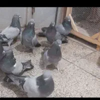 کبوتر سبز شمرونی|پرنده|مشکین‌دشت, |دیوار