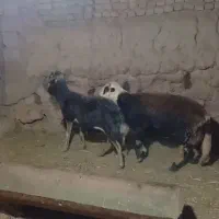 قوچ کله سفید پلنگی
