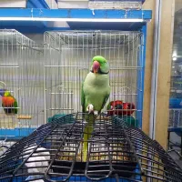 رفع استرس وتنهایی باشاه طوطی زیبا|پرنده|اهواز, پادادشهر|دیوار