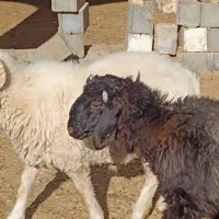 بره و قوچ و بره قوچی|حیوانات مزرعه|شهرضا, |دیوار