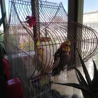 عروس هلندی