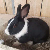 فروش خرگوش خونگی