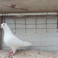 کبوتر زاغی ماده و چندتا سفید کاکلی|پرنده|قم, چهار مردان|دیوار