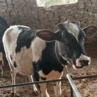 فروش گاو و شنگد|حیوانات مزرعه|کنار تخته و کمار, |دیوار