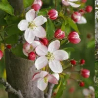 ارسال درختچه های سالم|گل و گیاه طبیعی|اردستان, |دیوار